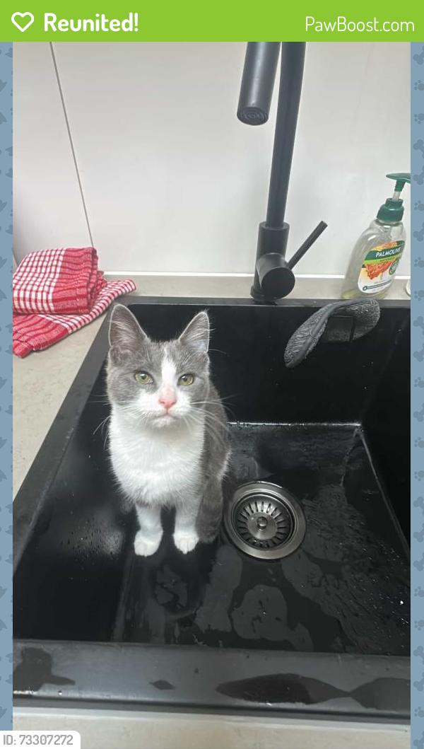 Reunited Female Cat last seen Dandenong South primary school, Dandenong South, VIC 3175