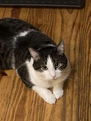 Reunited Male Cat last seen Near Berme rd Kerhonkson NY, Kerhonkson, NY 12446