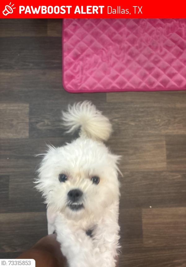 Lost Male Dog last seen Thistle, Dallas, TX 75240