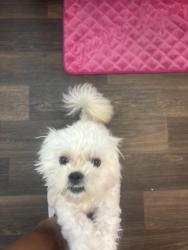 Lost Male Dog last seen Thistle, Dallas, TX 75240