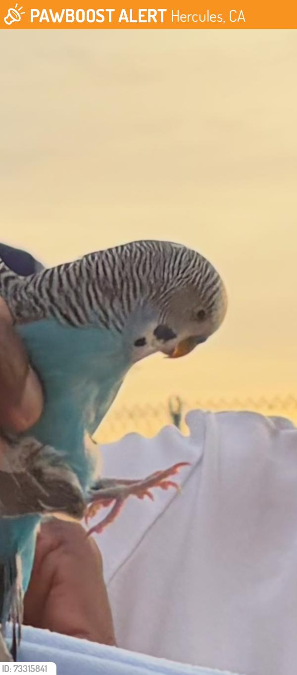 Found/Stray Unknown Bird last seen Bay Trail by the biotech companies, Hercules, CA 94547
