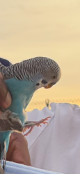 Found/Stray Unknown Bird last seen Bay Trail by the biotech companies, Hercules, CA 94547