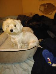 Reunited Male Dog last seen Near nw 10 st, Pembroke Pines, FL 33024