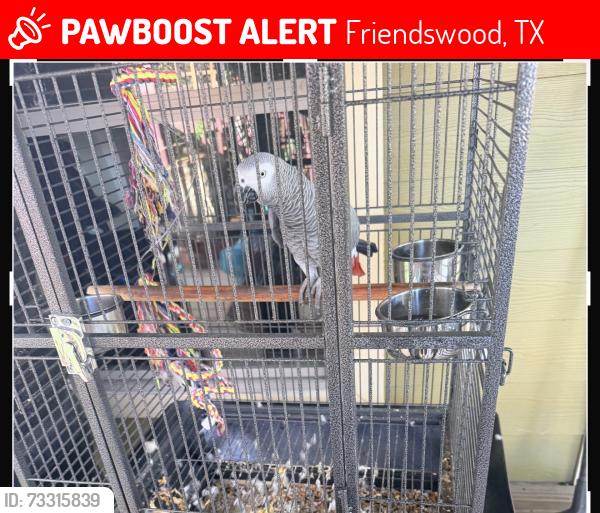Lost Female Bird last seen Heritage park, Friendswood, TX 77546