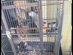 Lost Female Bird last seen Heritage park, Friendswood, TX 77546
