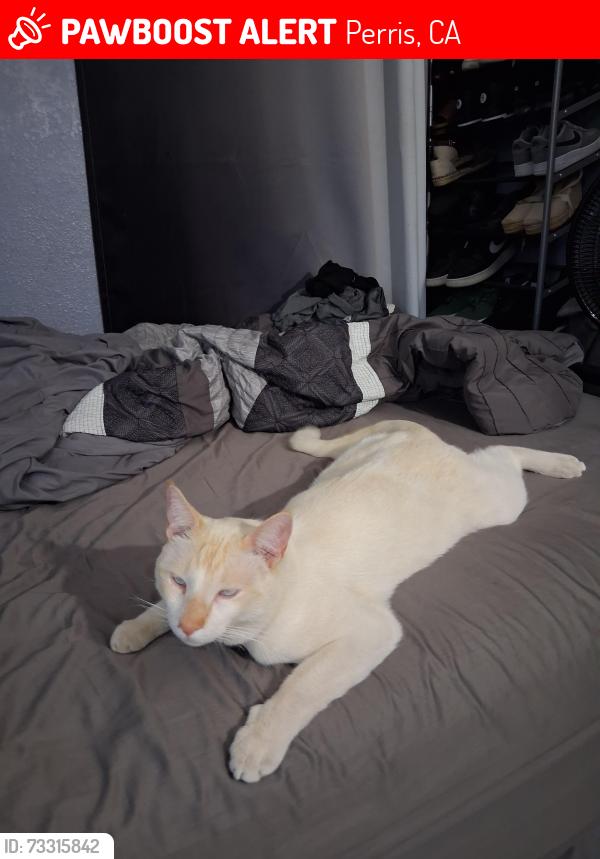 Lost Male Cat last seen A st, Perris, CA 92570