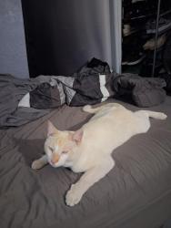 Lost Male Cat last seen A st, Perris, CA 92570