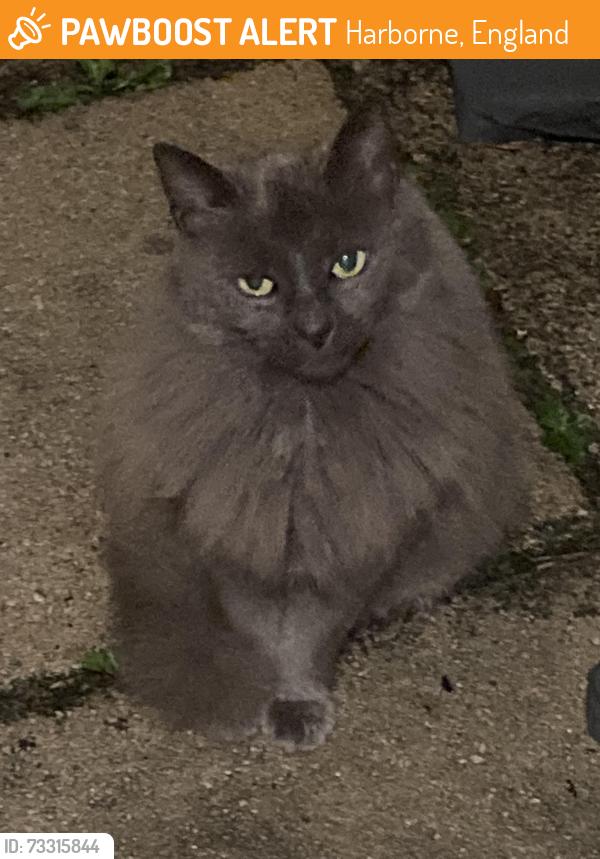 Found/Stray Female Cat last seen Harborne high street nearby, Harborne, England 