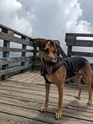 Reunited Female Dog last seen Near Burney street, Athens, GA 30601
