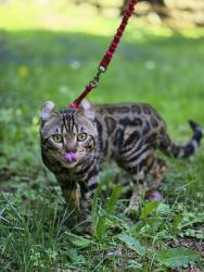 Reunited Male Cat last seen 1st ave and Mercer st, Seattle, WA 98109