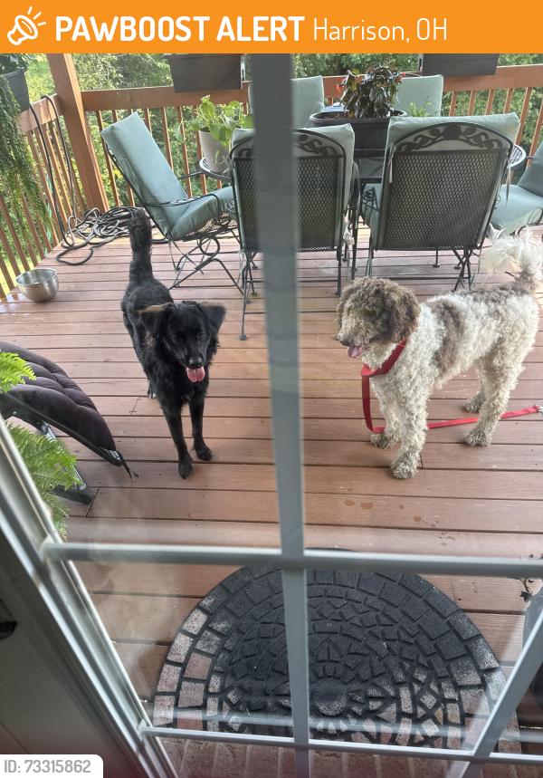 Found/Stray Unknown Dog last seen Carolina ridge, Harrison, OH 45030