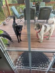Found/Stray Unknown Dog last seen Carolina ridge, Harrison, OH 45030