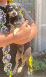 Lost Male Dog last seen O'Hara Ave, Brentwood, CA 94513
