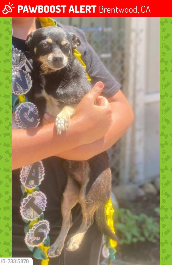 Lost Male Dog last seen O'Hara Ave, Brentwood, CA 94513
