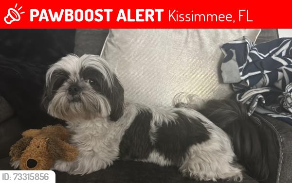 Lost Male Dog last seen Near aspire dr, Kissimmee, FL 34747