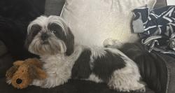 Lost Male Dog last seen Near aspire dr, Kissimmee, FL 34747
