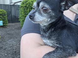Reunited Female Dog last seen Sunset Ave & River Rd N, Keizer, OR 97303