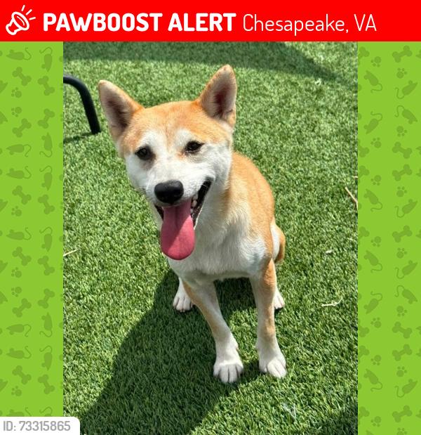 Lost Female Dog last seen Rodgers St. and Able St., Chesapeake, VA 23324
