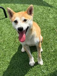 Lost Female Dog last seen Rodgers St. and Able St., Chesapeake, VA 23324
