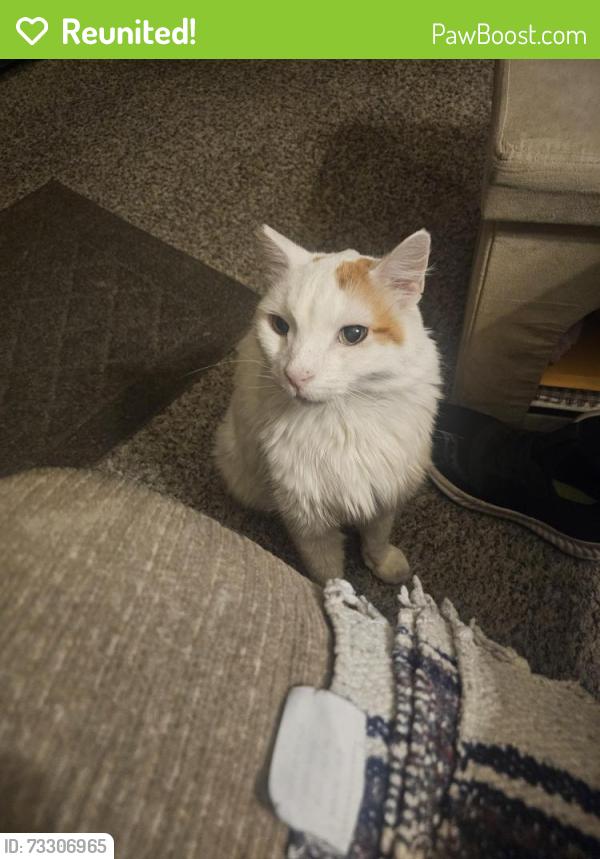 Reunited Male Cat last seen Colorado Blvd/Greenwood, Pasadena, CA 91107