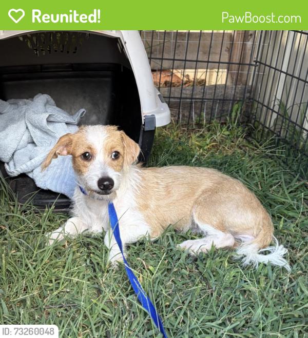 Reunited Female Dog last seen blanchard OK, Blanchard, OK 73010