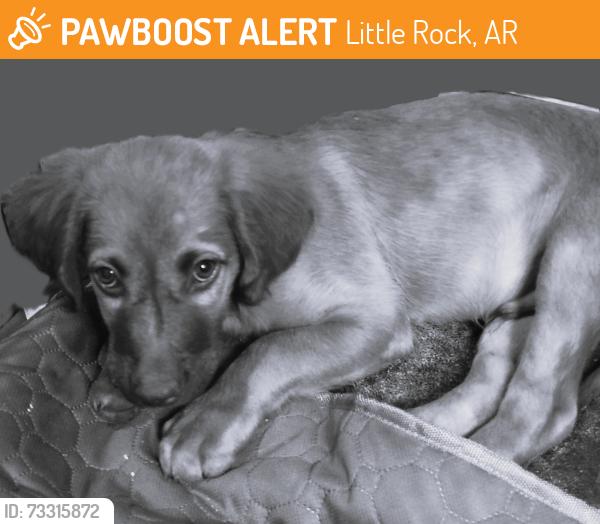 Found/Stray Male Dog last seen Fairpark, Little Rock, AR 72204