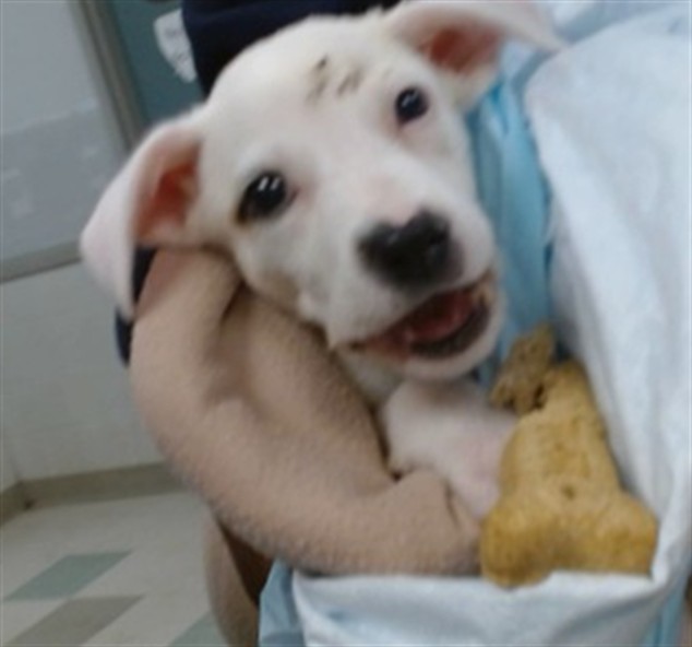 Shelter Stray Male Dog last seen FOUND AT APARTMENTS 2037 NW 26TH ST 73106, 2811 SE 29th St, Oklahoma City, OK 73129, USA