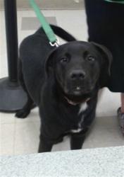 Shelter Stray Male Dog last seen FOUND ON VICKIE DR. IN DEL CITY, 2811 SE 29th St, Oklahoma City, OK 73129, USA