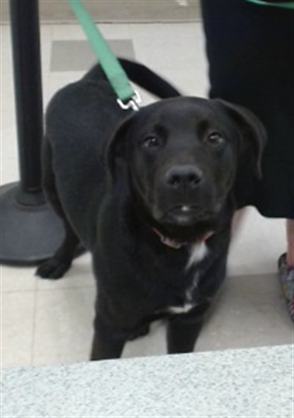 Shelter Stray Male Dog last seen FOUND ON VICKIE DR. IN DEL CITY, 2811 SE 29th St, Oklahoma City, OK 73129, USA