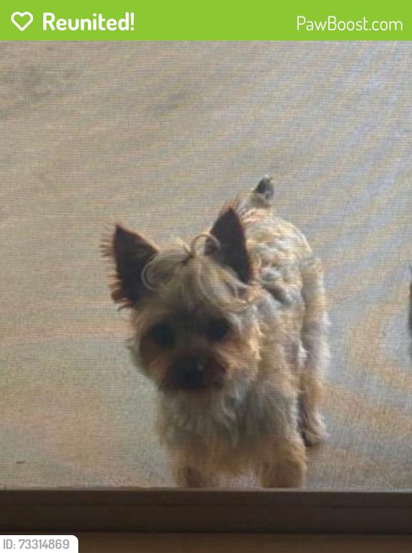Reunited Male Dog last seen Butterfly way and coastal hills dr, Chula Vista, CA 91914