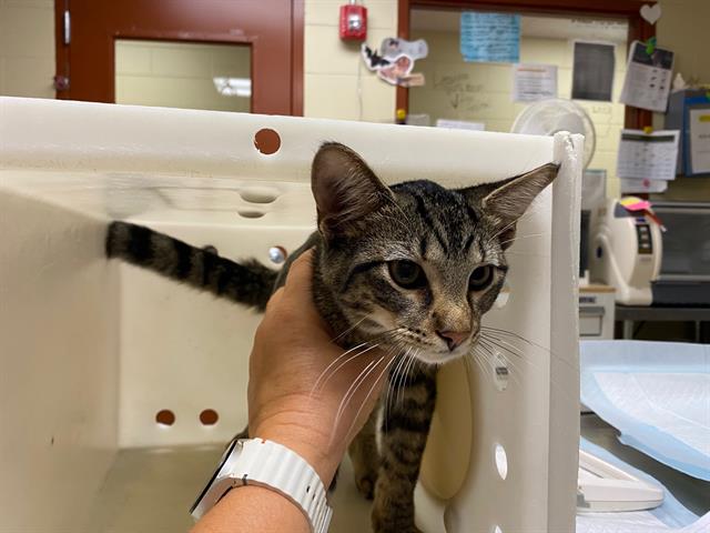 Shelter Stray Male Cat last seen Near BLOCK S 27TH ST, 3839 W Burnham St, West Milwaukee, WI 53215, USA