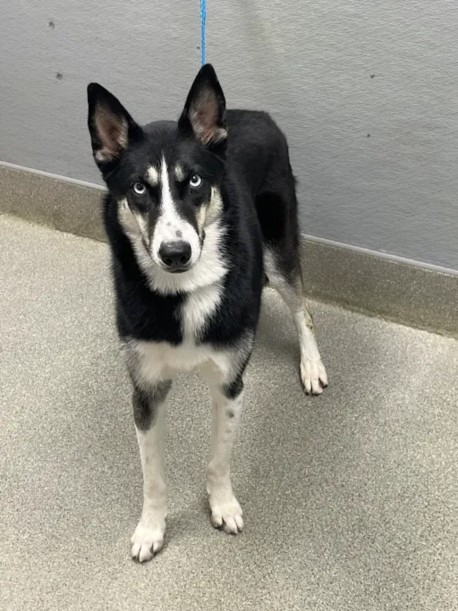 Shelter Stray Female Dog last seen Near BLOCK TWILIGHT VISTA AVE, LAS VEGAS NV 89148, 655 N Mojave Rd, Las Vegas, NV 89101, USA
