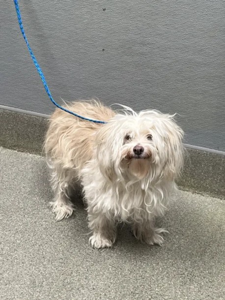 Shelter Stray Male Dog last seen Near BLOCK W TROPICANA AVE, LAS VEGAS NV 89103, 655 N Mojave Rd, Las Vegas, NV 89101, USA
