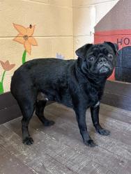 Shelter Stray Female Dog last seen , 31044 Charlie Canyon Rd, Castaic, CA 91384, USA