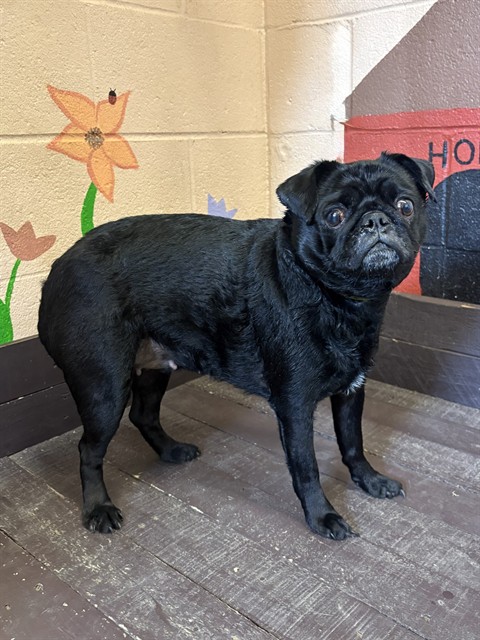 Shelter Stray Female Dog last seen , 31044 Charlie Canyon Rd, Castaic, CA 91384, USA