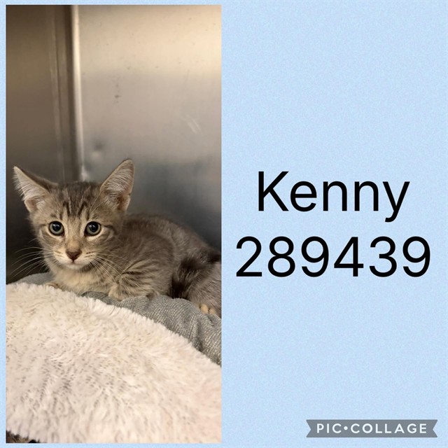 Shelter Stray Male Cat last seen HARRISON RD. (WALMART), 4214 Fulton Mill Rd, Macon, GA 31216, USA