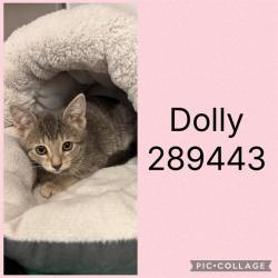 Shelter Stray Female Cat last seen HARRISON RD. (WALMART), 4214 Fulton Mill Rd, Macon, GA 31216, USA
