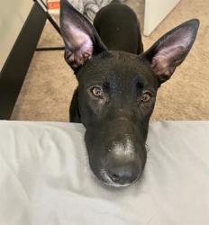 Shelter Stray Female Dog last seen HUNTERSVILLE, 8315 Byrum Dr, Charlotte, NC 28217, USA