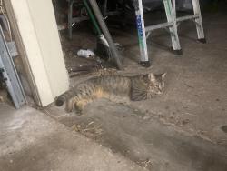 Lost Female Cat last seen Grant rd and oak hollow dr, Cypress, TX 77070