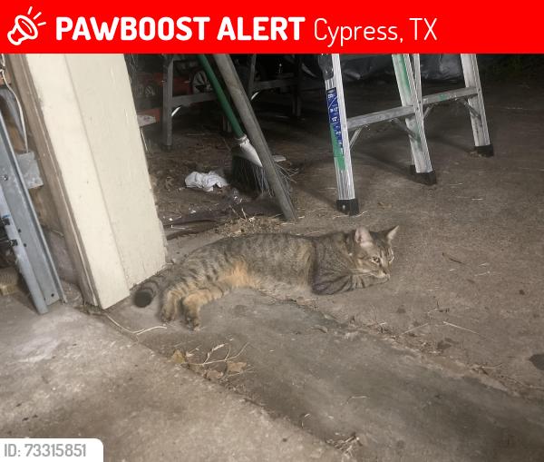 Lost Female Cat last seen Grant rd and oak hollow dr, Cypress, TX 77070