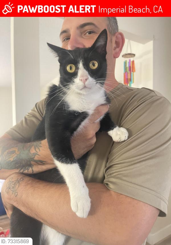Lost Male Cat last seen Iris Ave and 11th, Imperial Beach, CA 91932