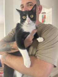 Lost Male Cat last seen Iris Ave and 11th, Imperial Beach, CA 91932