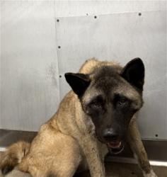 Shelter Stray Female Dog last seen WATER ELM X LACEBARK, 333 Chandler Pl, San Bernardino, CA 92408, USA