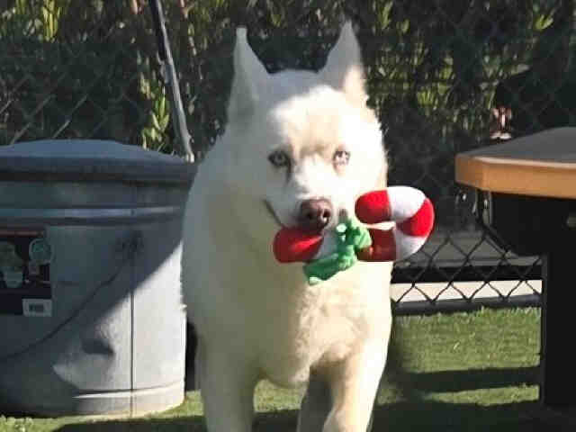 Shelter Stray Female Dog last seen , 2481 Palomar Airport Rd, Carlsbad, CA 92011, USA