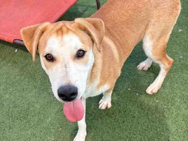 Shelter Stray Male Dog last seen BLACK OPAL, 2481 Palomar Airport Rd, Carlsbad, CA 92011, USA