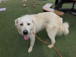 Shelter Stray Male Dog last seen DE LUZ RD, 2481 Palomar Airport Rd, Carlsbad, CA 92011, USA