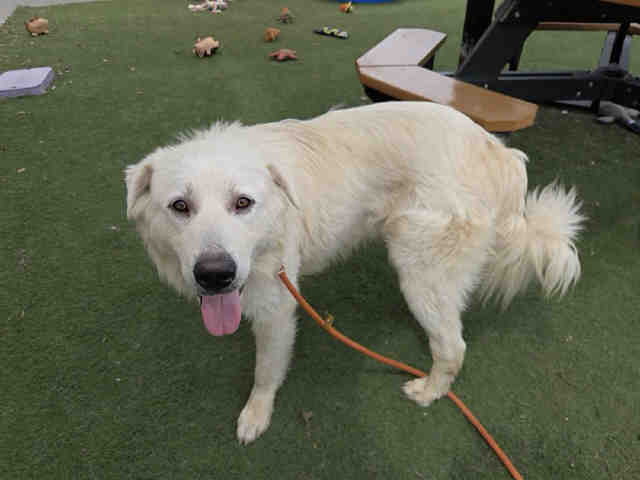 Shelter Stray Male Dog last seen DE LUZ RD, 2481 Palomar Airport Rd, Carlsbad, CA 92011, USA