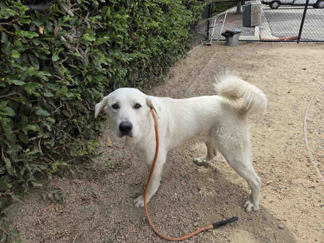 Shelter Stray Male Dog last seen DE LUZ RD, 2481 Palomar Airport Rd, Carlsbad, CA 92011, USA