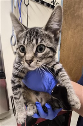 Shelter Stray Female Cat last seen STEVENSON BLVD, 1950 Stevenson Blvd, Fremont, CA 94538, USA