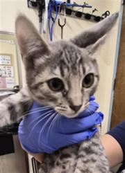 Shelter Stray Female Cat last seen STEVENSON BLVD, 1950 Stevenson Blvd, Fremont, CA 94538, USA